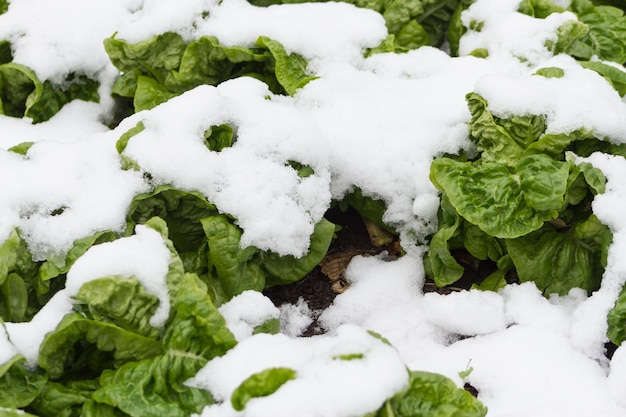 Lettuce in the snow covered garden