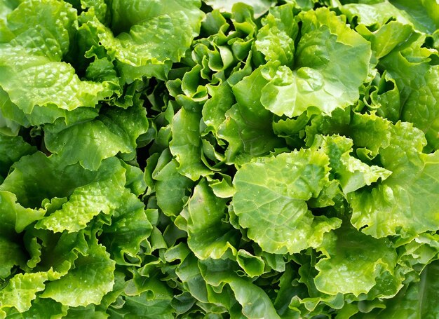 lettuce top view