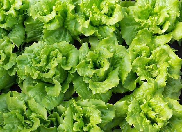 lettuce top view