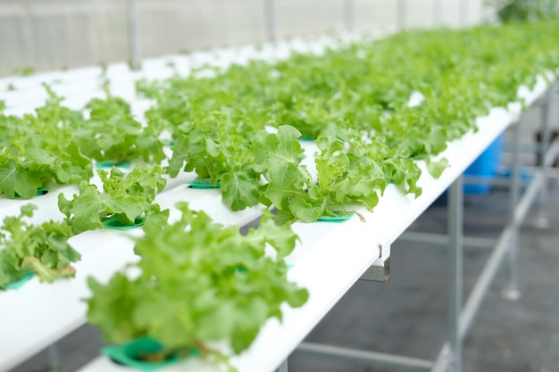 Lettuce vegetable growing in hydroponic farm