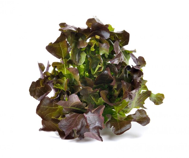 Lettuce on over white space