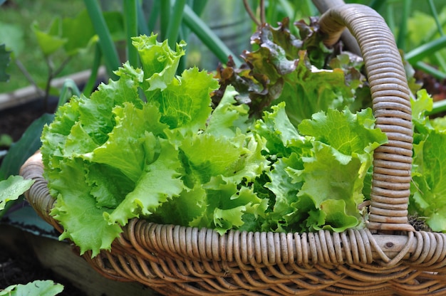 Lettuce in wicker basket