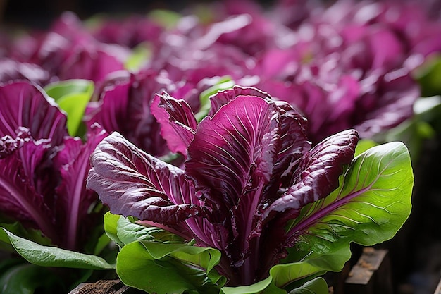 Foto lattuga con bordi viola