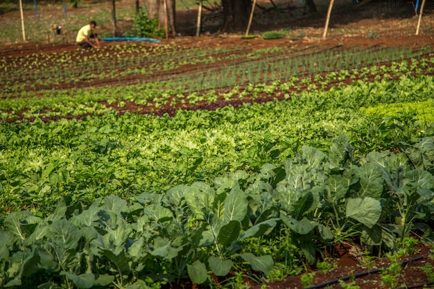 Photo lettuce