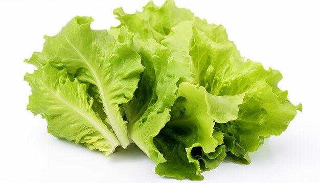 Lettuces Isolated on White Background