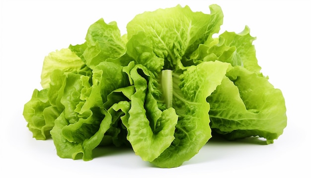 Lettuces Isolated on White Background