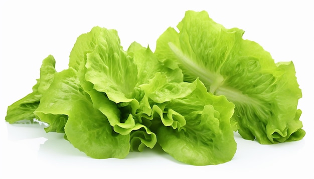 Lettuces Isolated on White Background