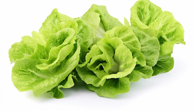 Lettuces Isolated on White Background