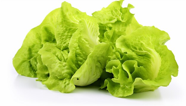 Lettuces Isolated on White Background