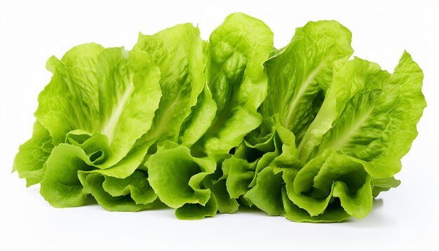 Lettuces Isolated on White Background