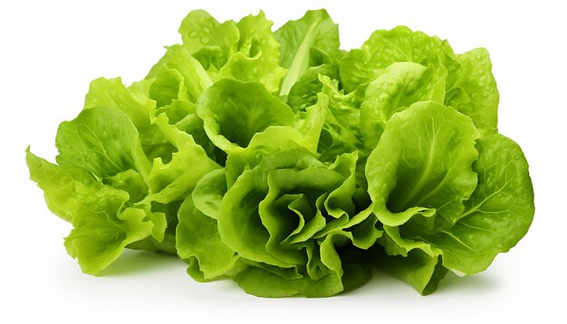 Lettuces Isolated on White Background