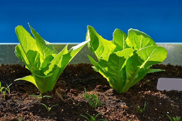 Lattuga piantine in un frutteto urbano