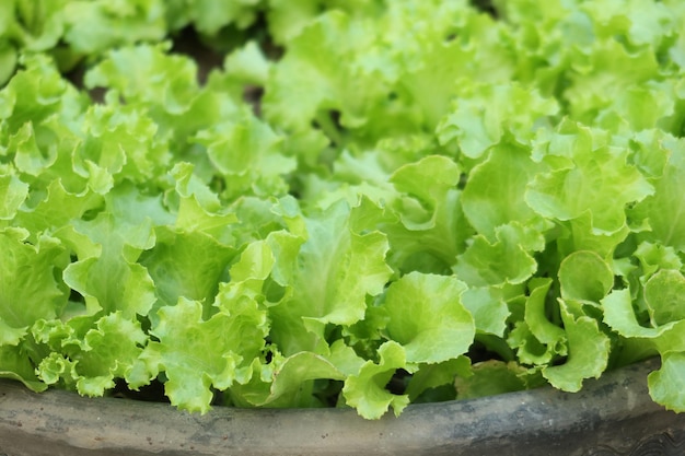 Lettusblad planten in een tuin