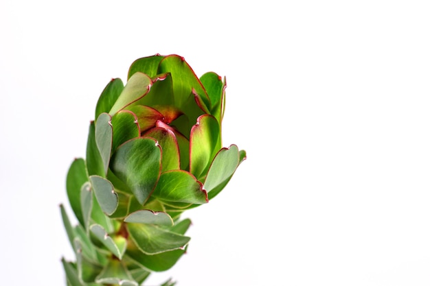 Leucadendron Safari Sunset flower on bright background