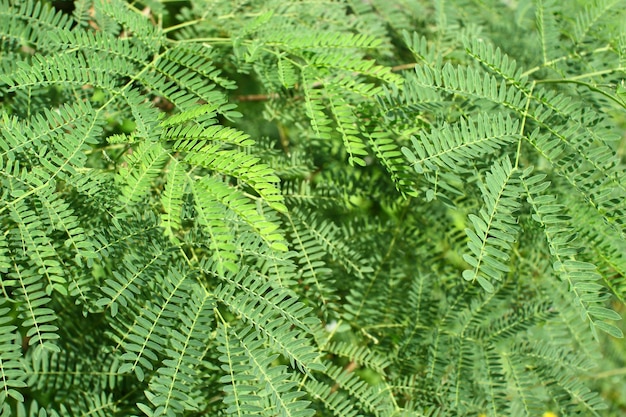 Leucaena leucocephala 또는 Herbal ipil ipil 잎 공간