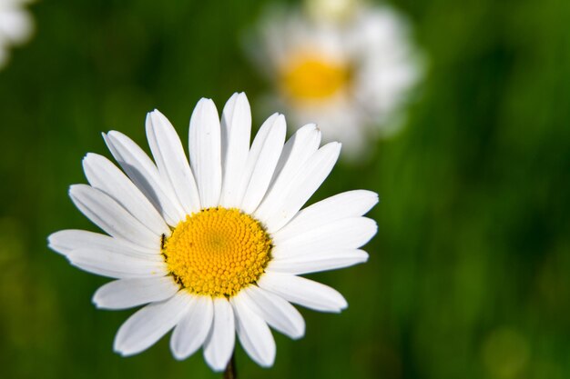 Leucanthemum