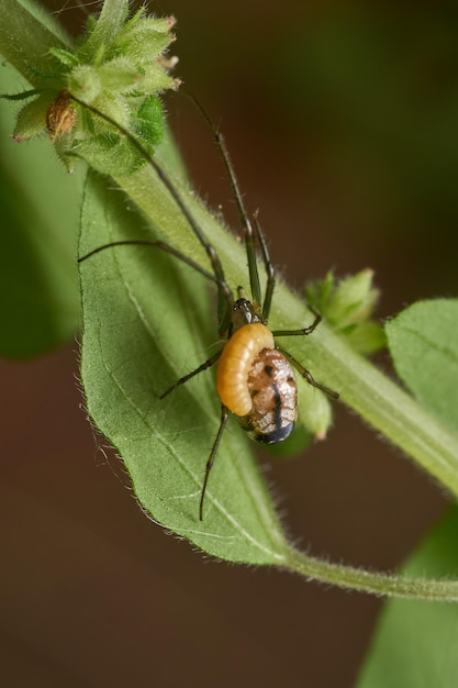 写真 幼虫の腹部にスズメバチが寄生した leucauge クモ