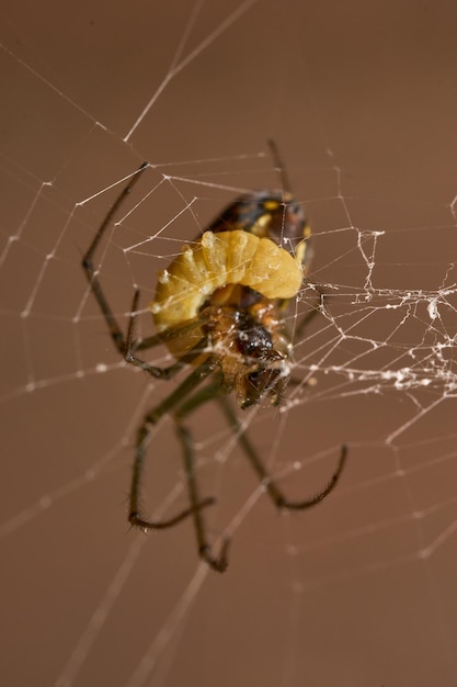 Leucauge spider parasitized by a wasp in its abdomen the larva
