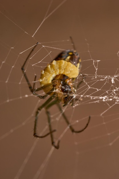 Ragno leucauge parassitato da una vespa nel suo addome la larva