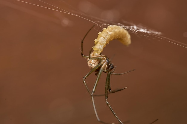 Leucauge-spin geparasiteerd door een wesp in zijn buik de larve