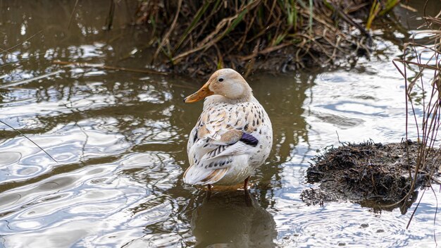 Photo leucistic mallard on lake preening black and white feathers rare bird