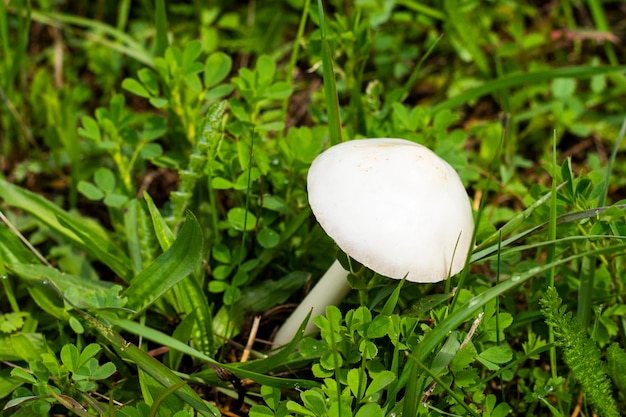 Leucoagaricus leucothieten