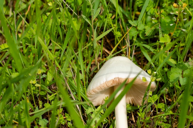 Foto leucoagaricus leucothites