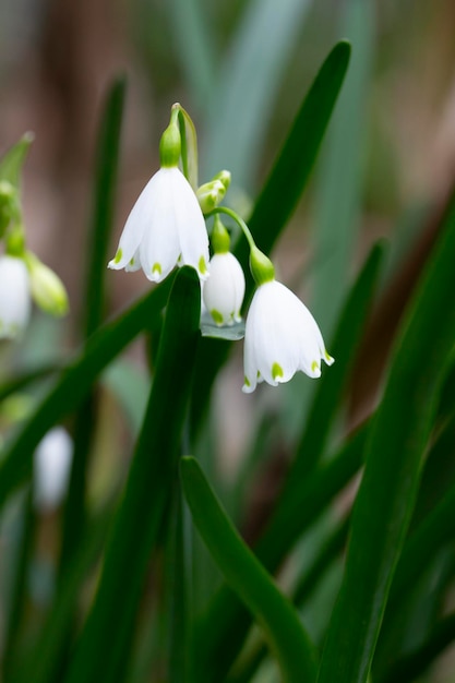 Leucojum vernum vroege lente sneeuwvlokken bloemen in het bos wazige achtergrond lente concept t