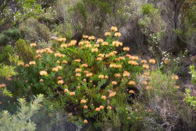 Leucospermum cordifolium flowers growing outdoors in nature surrounded by green bush Yellow plants blooming in a national conservation park in a bright shrub Natural shrubs with blossoming flora