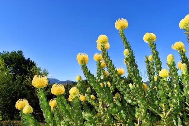 사진 leucospermum high gold는 l cordifolium과 l patersonii의 잡종입니다.