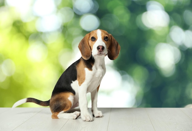 Leuk Beagle-puppy op wit houten oppervlak buitenshuis bokeh-effect Schattig huisdier