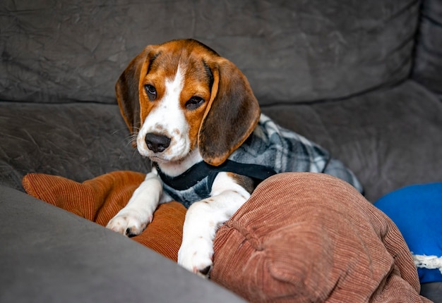 Leuk beaglepuppy op bank.