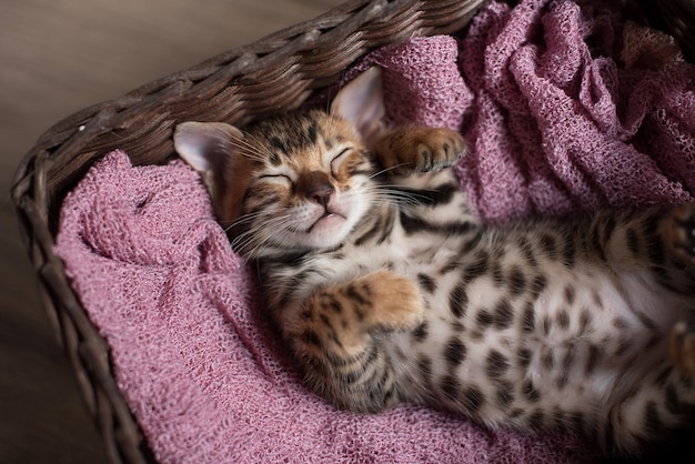 Leuk Bengaals katje slaapt in een rieten mand op zijn rug met zijn poten omhoog