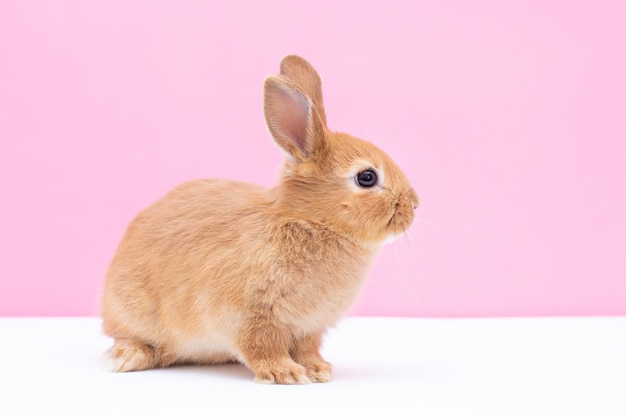 Leuk bruin babykonijn op roze achtergrond