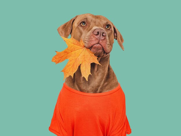 Leuk bruin hond rood shirt en herfst gele bladeren
