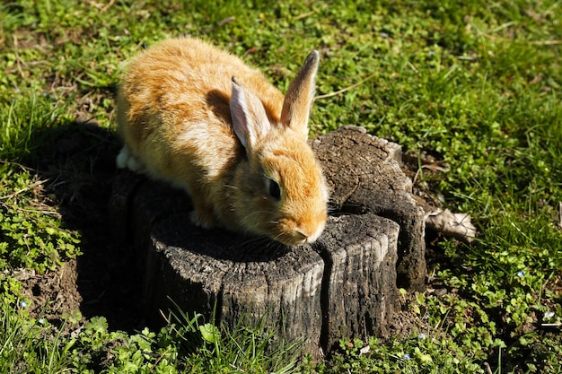 Leuk bruin konijn op stomp op groene grasachtergrond