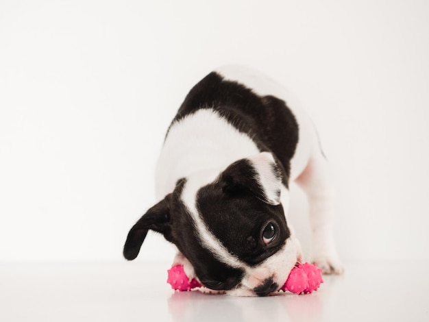 Leuk bruin puppy dat een stuk speelgoed close-up houdt