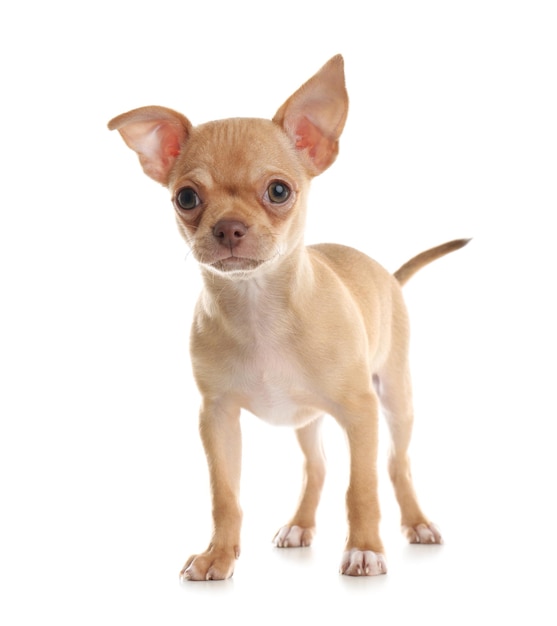 Leuk Chihuahua-puppy op witte achtergrond Babydier