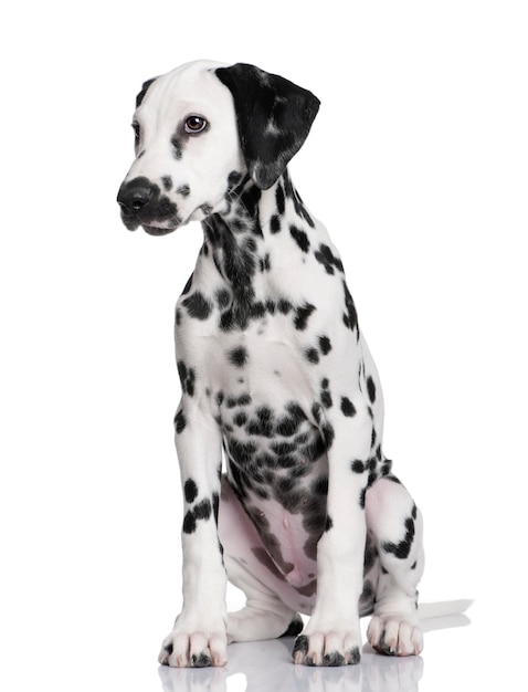 Leuk Dalmatisch geïsoleerd puppyportret