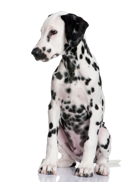 Foto leuk dalmatisch geïsoleerd puppyportret