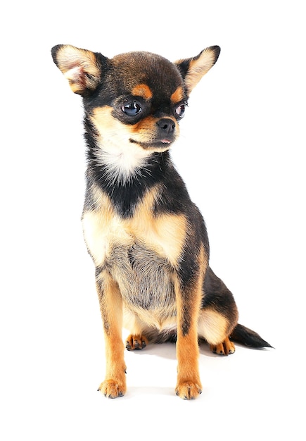 Foto leuk die chihuahuapuppy op wit wordt geïsoleerd