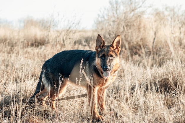 Leuk Duitse herderpuppy met uit tong. Hond die op het gebied loopt. Herfstseizoen. Huisdier.