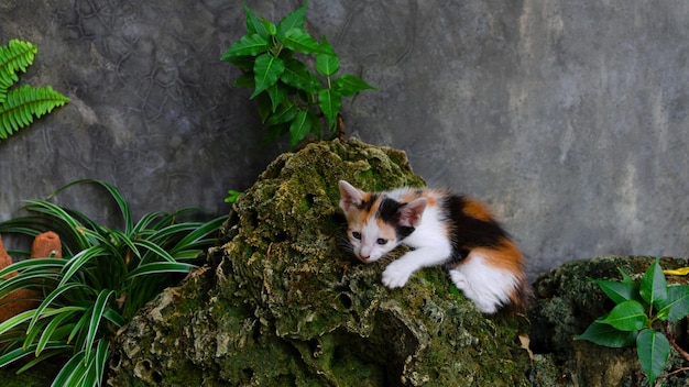 Leuk een gestreept katje in Park in de natuur staat op steen in de buitenlucht