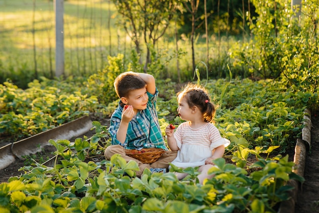 Leuk en gelukkig broertje en zusje van voorschoolse leeftijd verzamelen en eten rijpe aardbeien in de tuin op een zonnige zomerdag. gelukkige jeugd. gezond en milieuvriendelijk gewas.