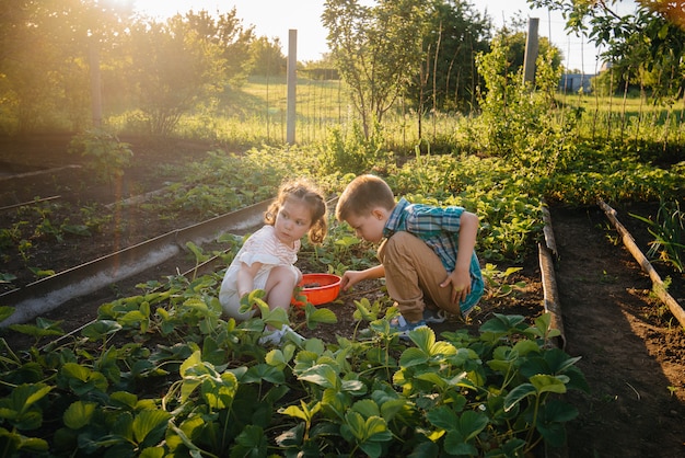 Leuk en gelukkig broertje en zusje van voorschoolse leeftijd verzamelen en eten rijpe aardbeien in de tuin op een zonnige zomerdag. Gelukkige jeugd. Gezond en milieuvriendelijk gewas.