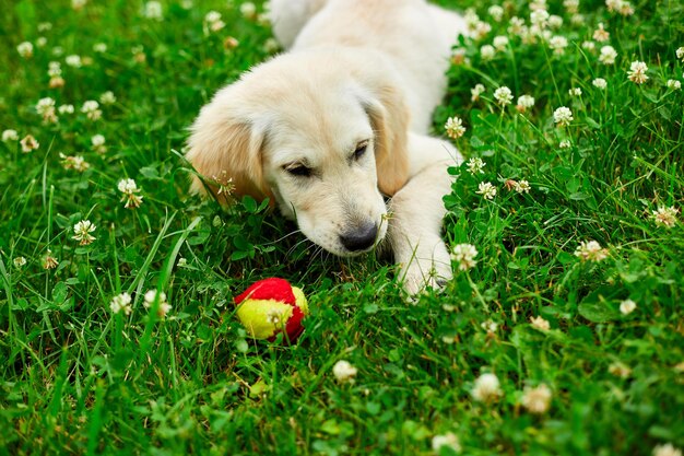 Leuk gelukkig golden retrieverpuppy buiten op het gras