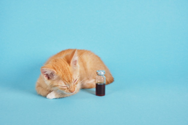 Leuk gemberkatje en medicijn in een fles voor injectie op een blauwe achtergrond, veterinaire vaccinatie