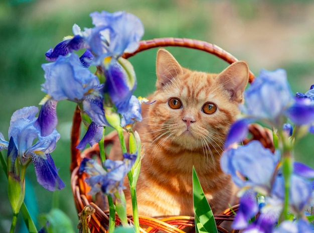 Leuk gemberkatje zittend in een mand in de tuin naast irisbloemen