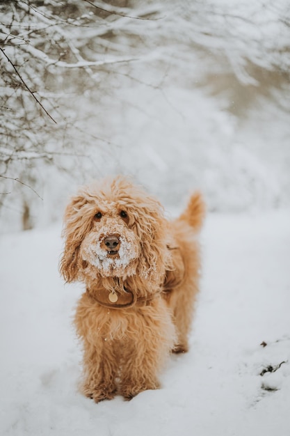 Leuk goldendoodle hond portret in de sneeuw