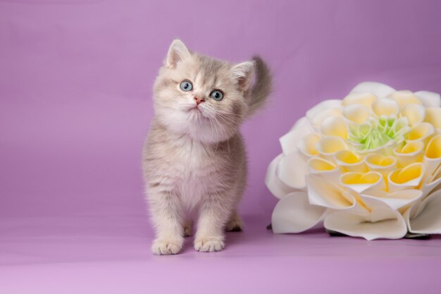 Leuk grappig klein katje met een bloem op een paarse achtergrond